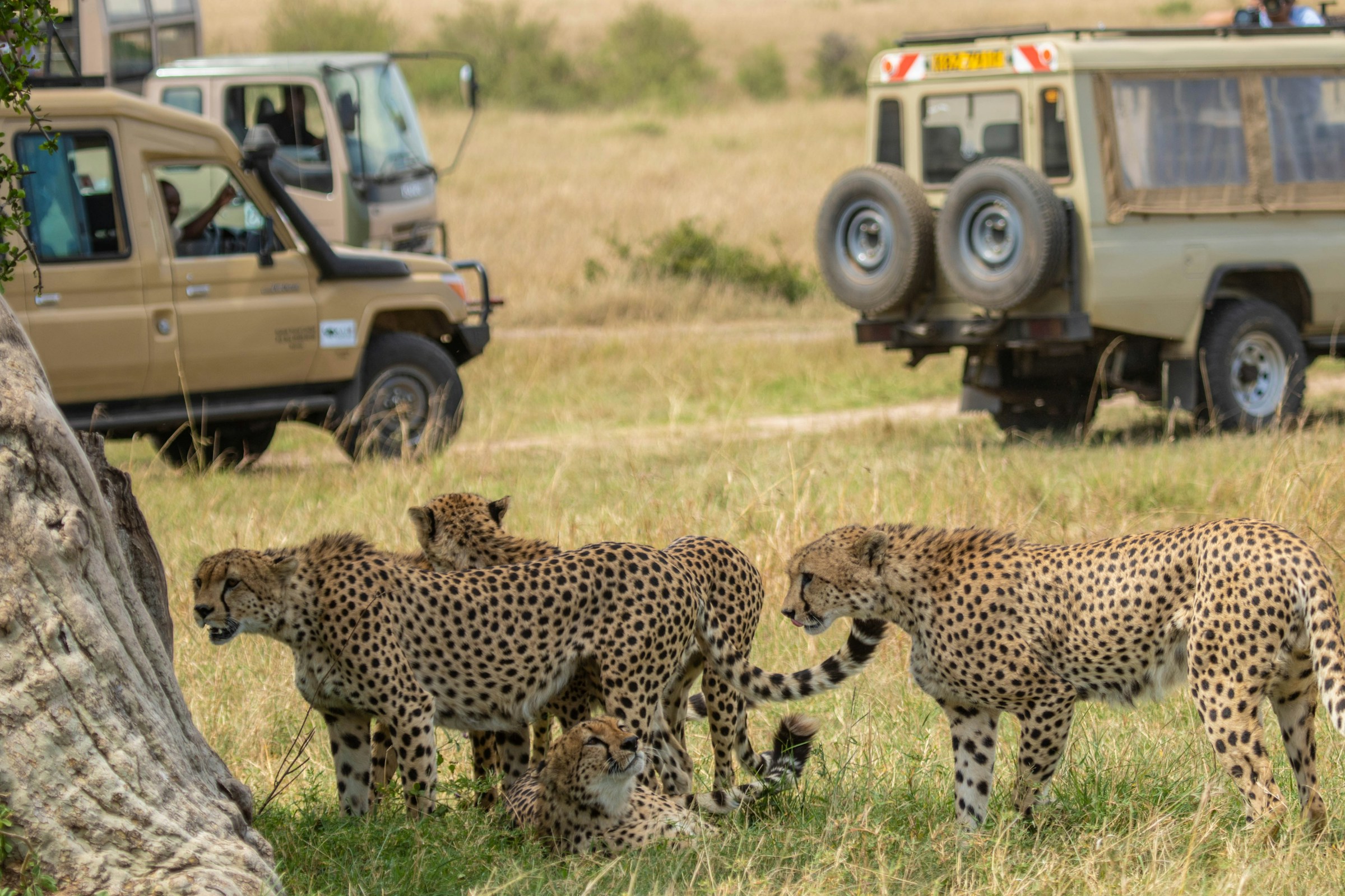 Off-Road Safari Adventure