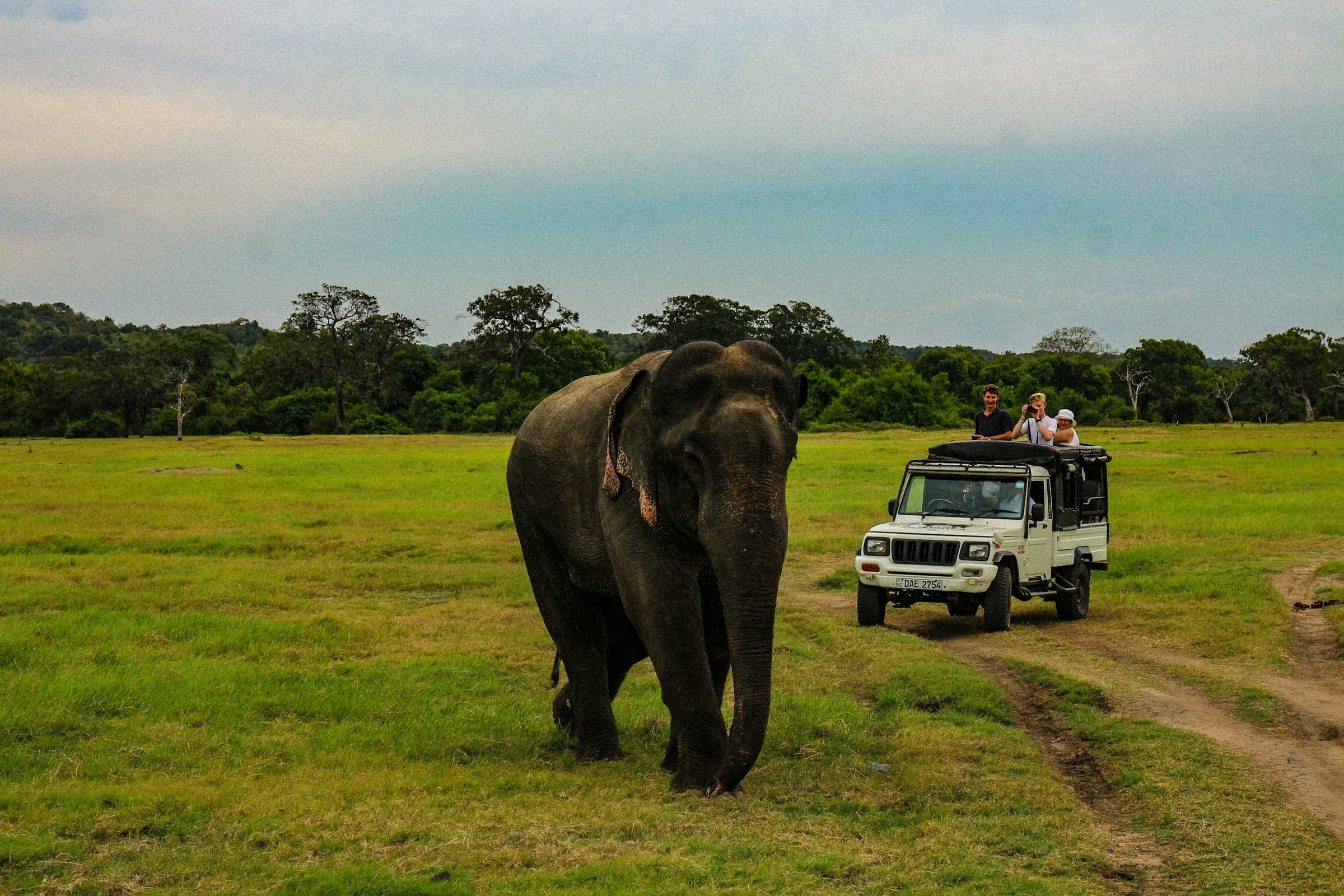 Safari Tracker Danushka Maduranga at Minneriya